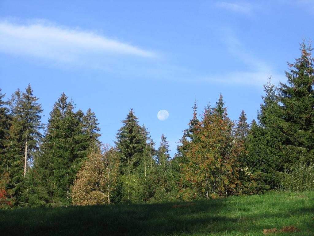 Schwarzwald-Chalet Feldberg 펠트베르크 외부 사진